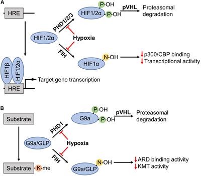 Hypoxia-Inducible Lysine Methyltransferases: G9a and GLP Hypoxic Regulation, Non-histone Substrate Modification, and Pathological Relevance